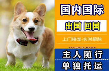 安康市宠物托运公司安康市宠物托运公司安康市宠物托运公司