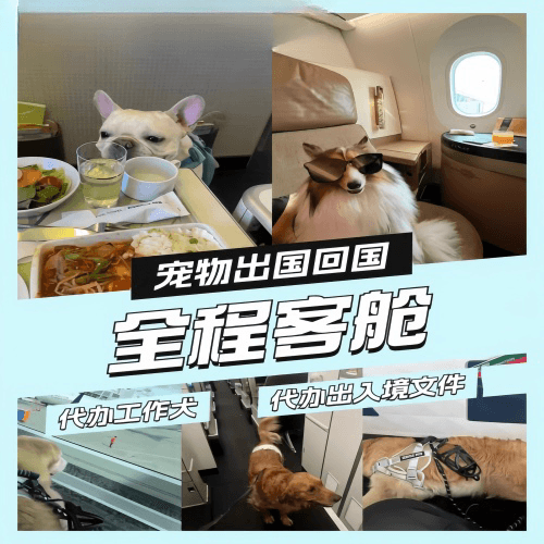 安康市宠物托运到白俄罗斯宠物入境规定和要求